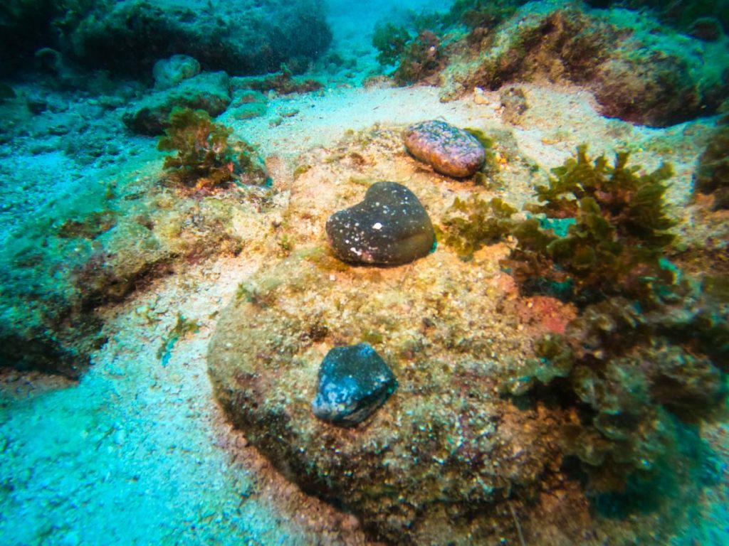 南浮原島沖海底遺跡・沈没した異国船 ②