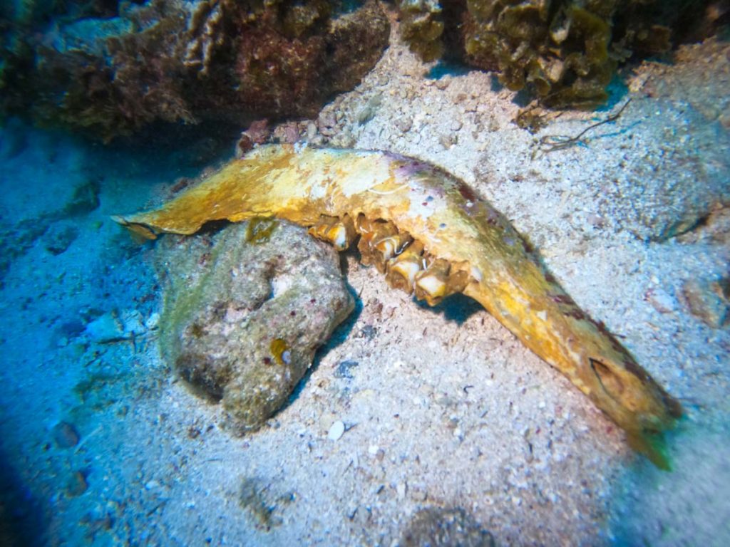 南浮原島沖海底遺跡・沈没した異国船 ③