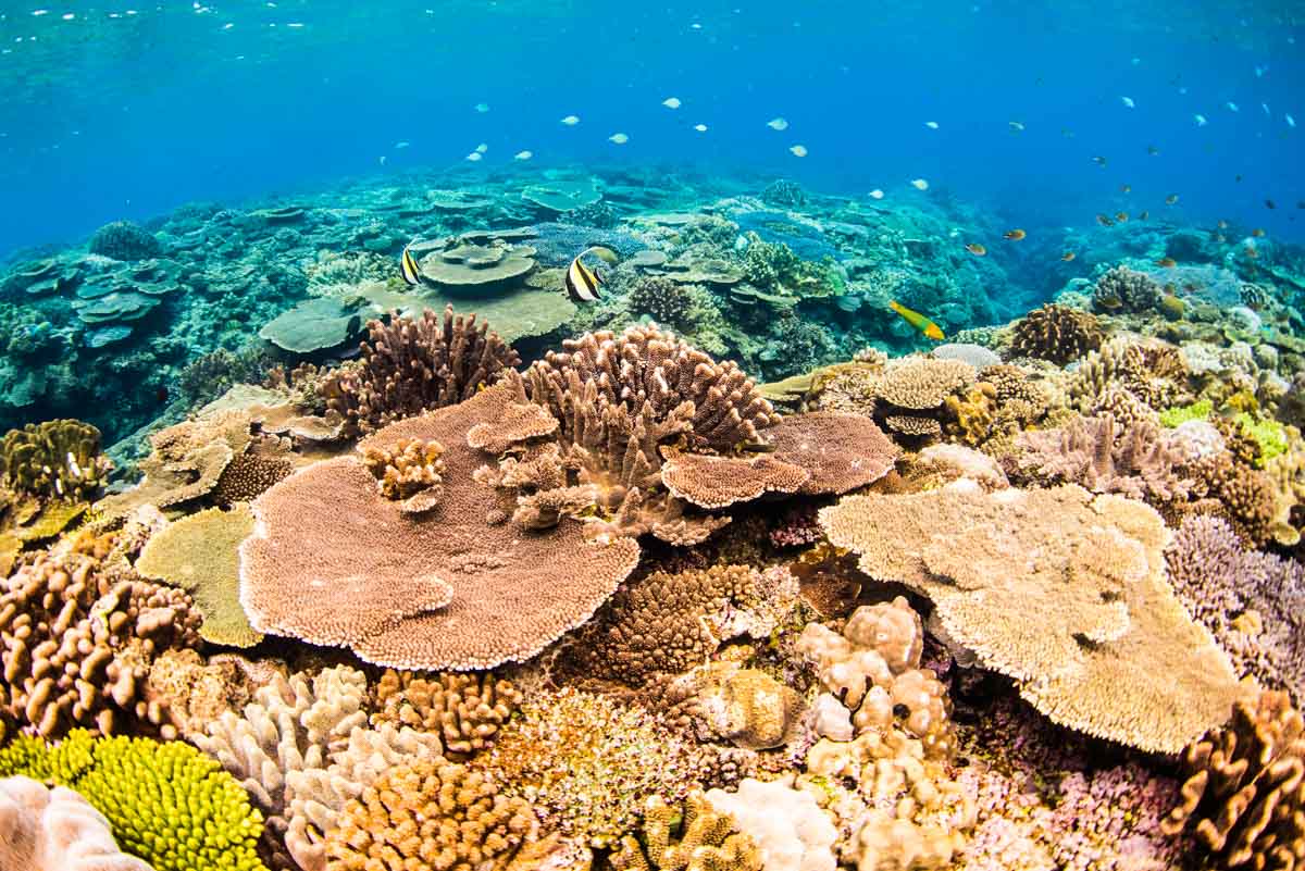 水納島の魚達と珊瑚