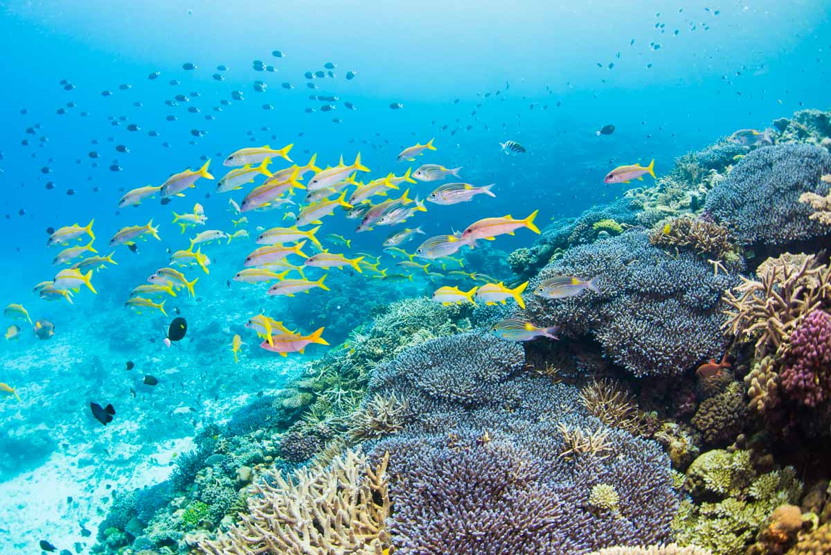 水納島のアカヒメジと珊瑚