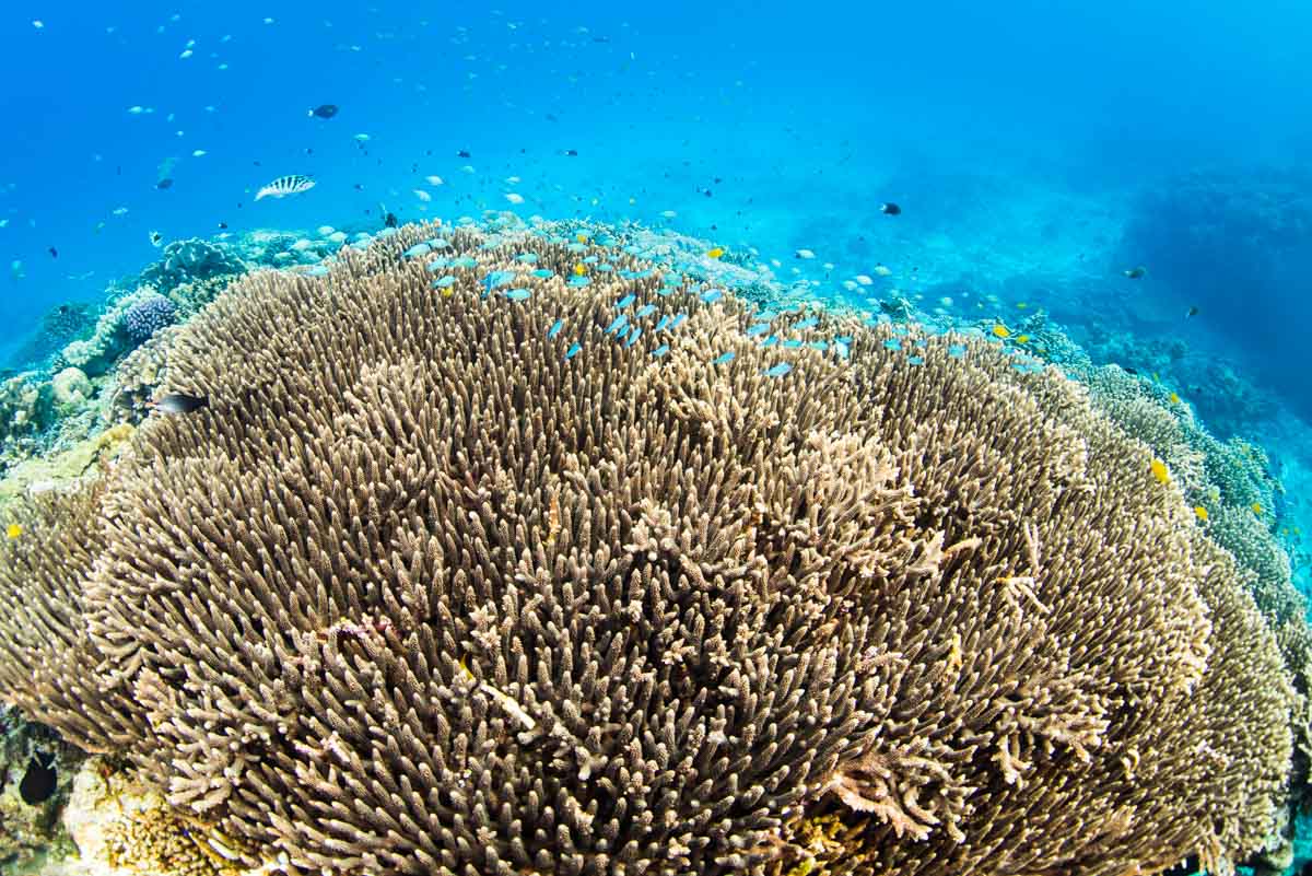 水納島の珊瑚とデバスズメダイ