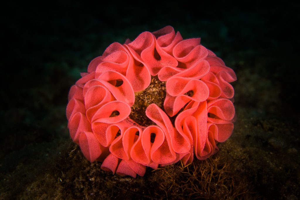 水中に咲く薔薇の花・ミカドウミウシの卵