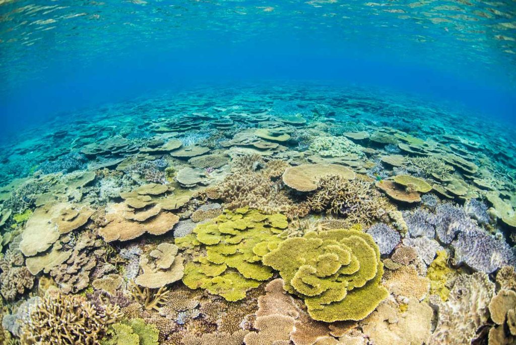 瀬底島・ラビリンスの浅瀬の珊瑚 ①