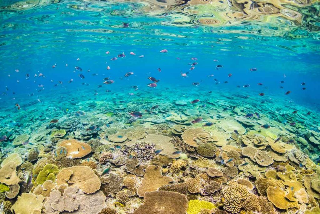 瀬底島・ラビリンスの浅瀬の珊瑚 ②