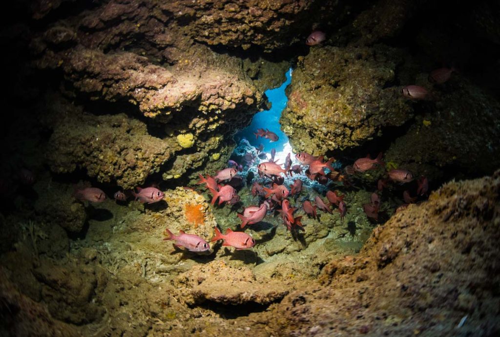 【光の宮殿】水中洞窟のアカマツカサ・瀬底島