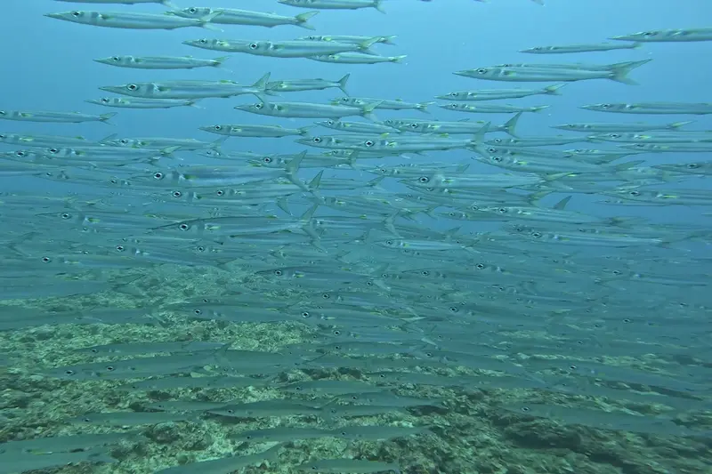 【ビッグアイバラクーダ】オオメカマス