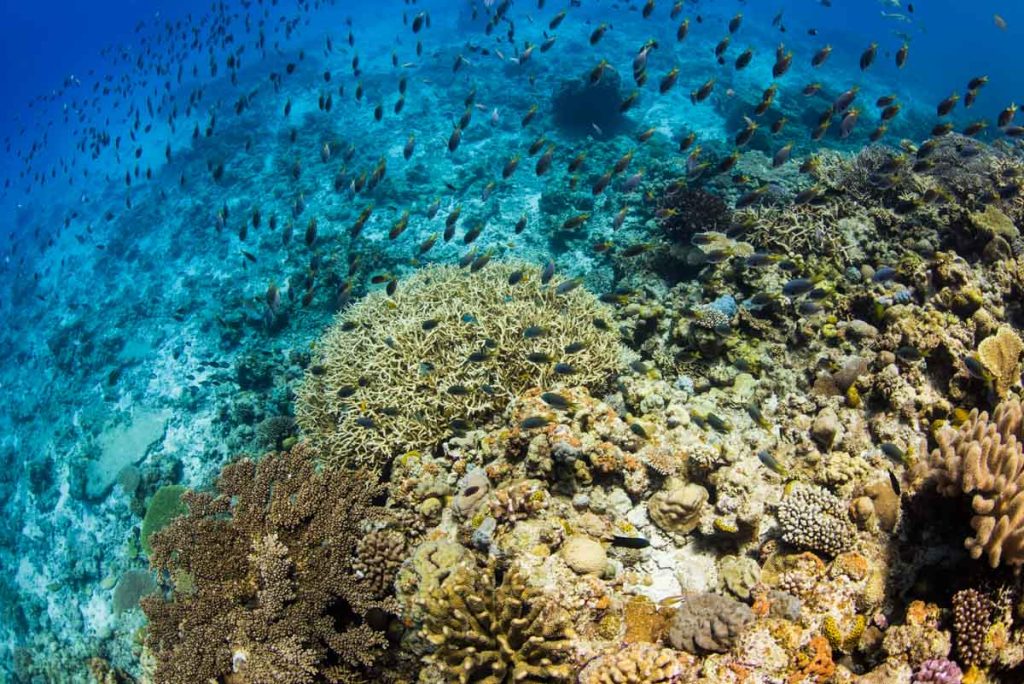 沖縄で1番綺麗な水納島の珊瑚とキホシスズメダイ