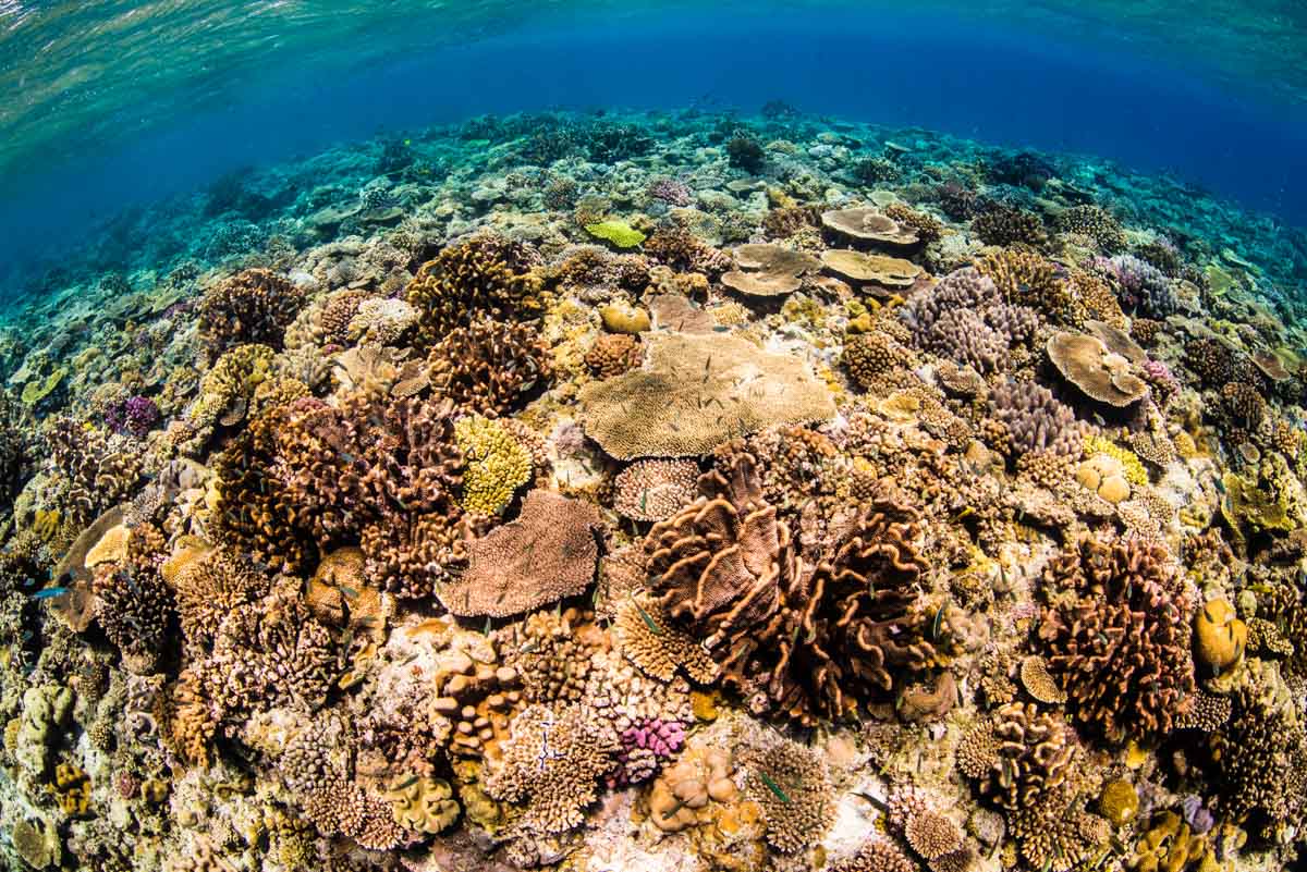 絶対誰にも教えたくない！沖縄で1番綺麗な水納島の珊瑚
