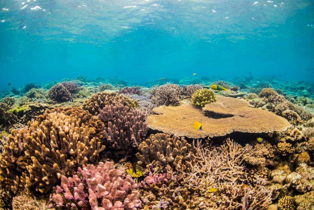 沖縄で珊瑚が1番綺麗な島「水納島」
