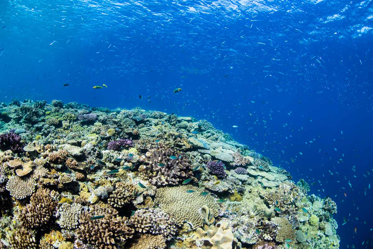 浅瀬の珊瑚と魚達・ホーシュー