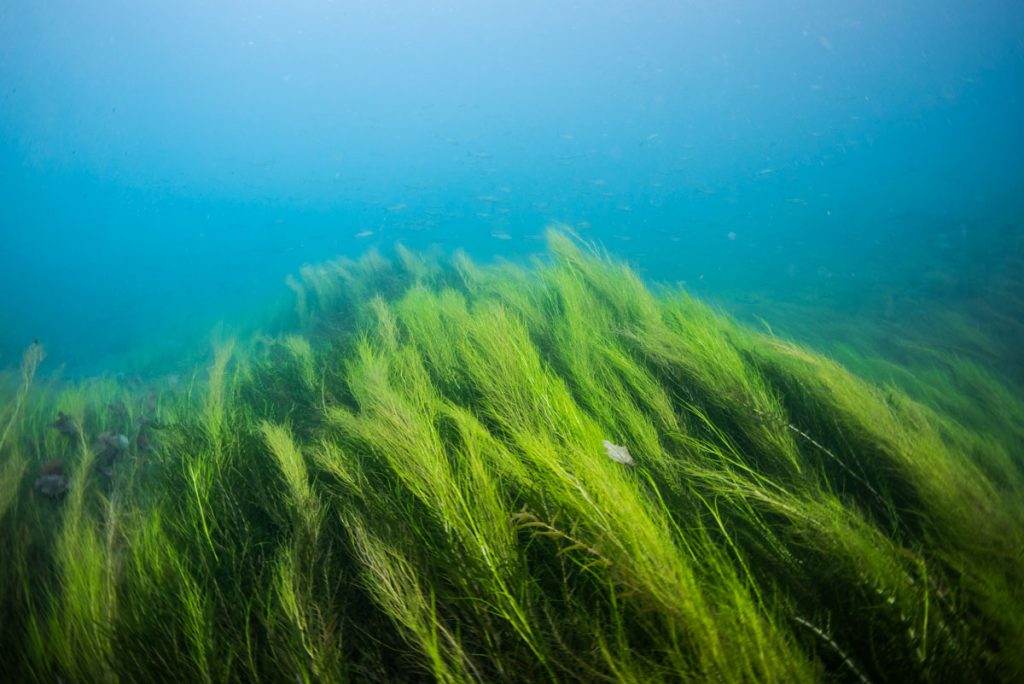 千歳川源流の水草【支笏湖】