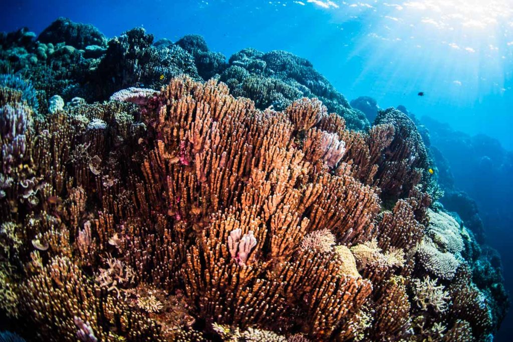 縄文サンゴ・アオサンゴ【辺野古の海を守ろう！】