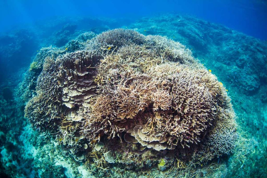 【海中世界】辺野古新基地の埋め立ての海