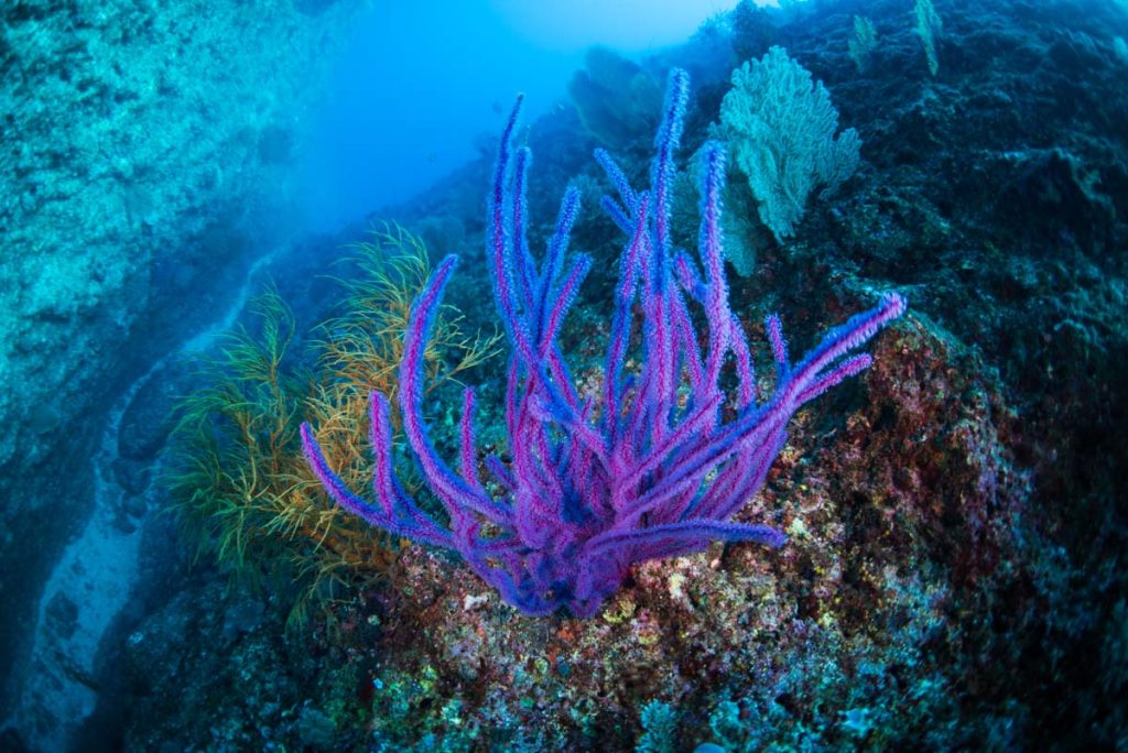 残波岬のドロップオフ・紫色の珊瑚