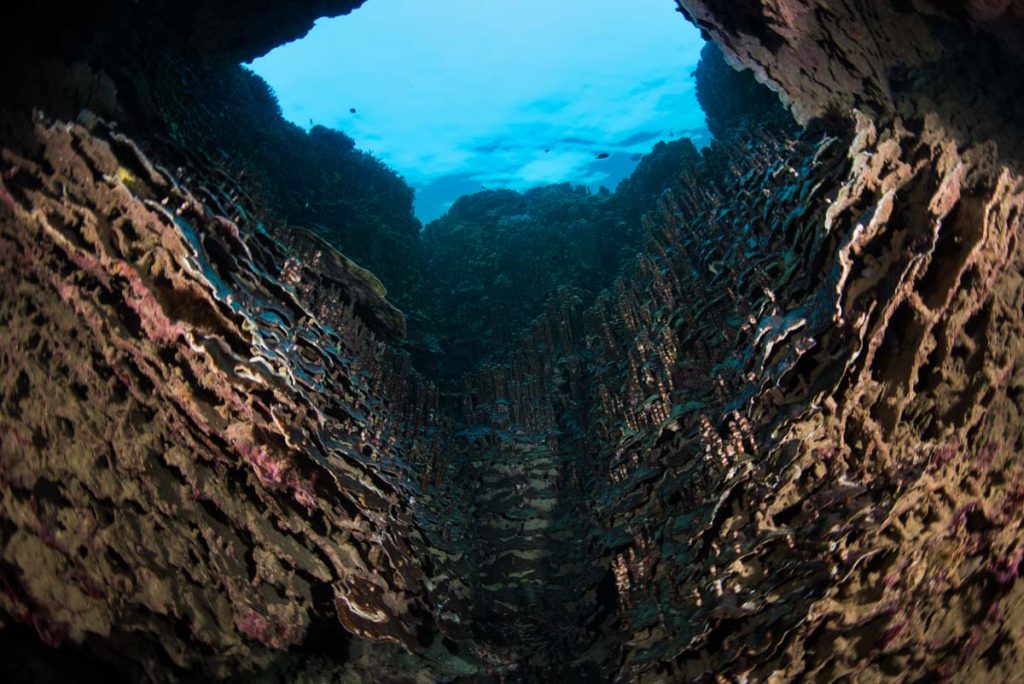 アオサンゴの断面・縄文時代から続く珊瑚の層
