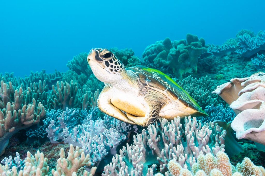 ウミガメのあくび  ①「北谷海底ピラミッドの正殿」
