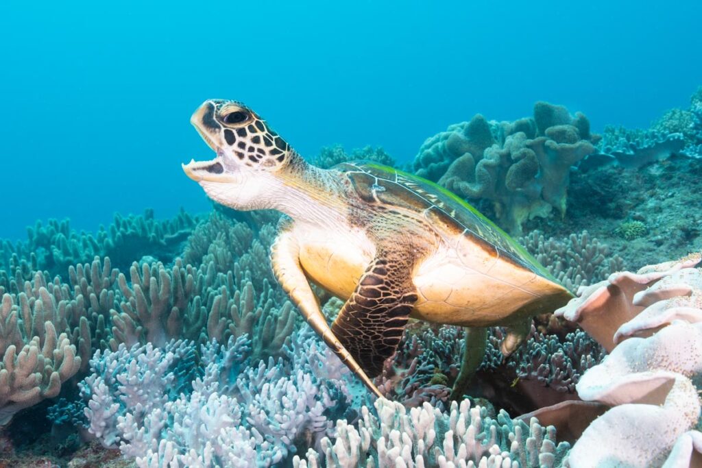 ウミガメのあくび  ③「北谷海底ピラミッドの正殿」