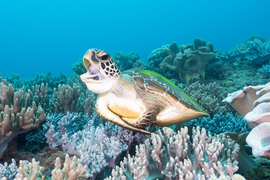 ウミガメのあくび  ②「北谷海底ピラミッドの正殿」