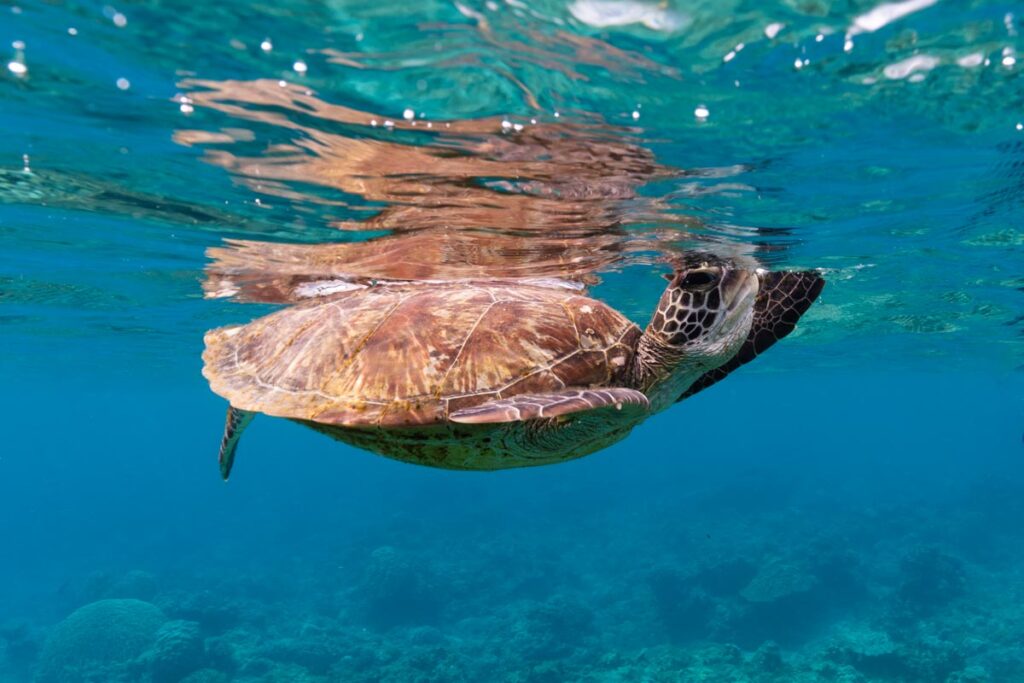 阿嘉島のウミガメとシュノーケリング ③