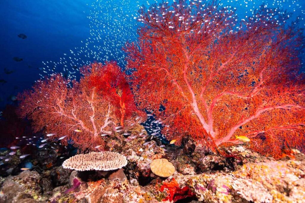 安室島のウフタマ東・イソバナ