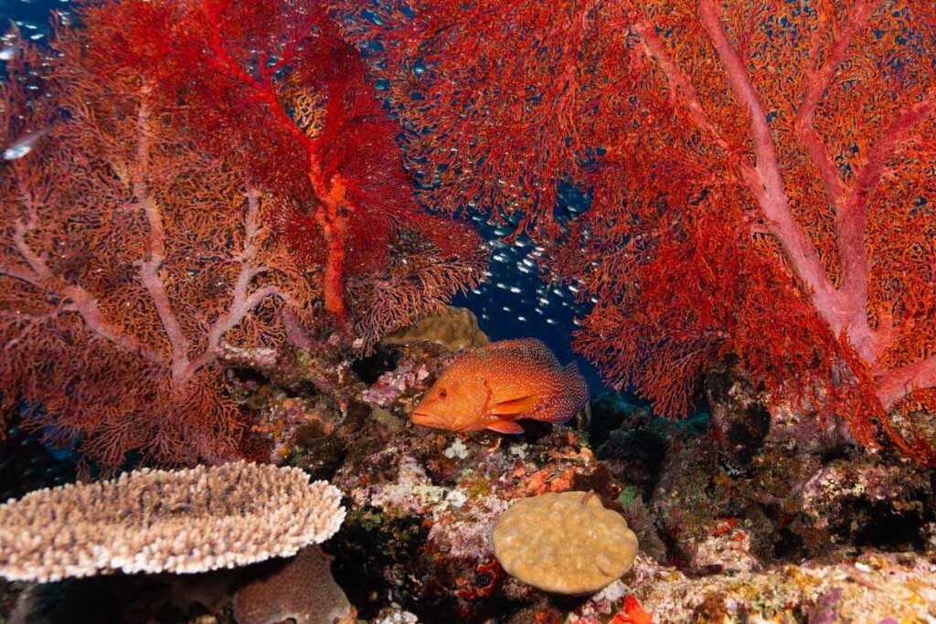 安室島のウフタマ東・ユカタハタとイソバナ