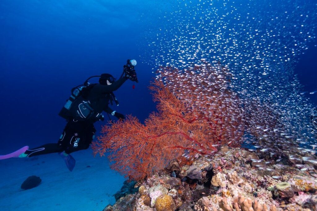 安室島のウフタマ東・イソバナとダイバー