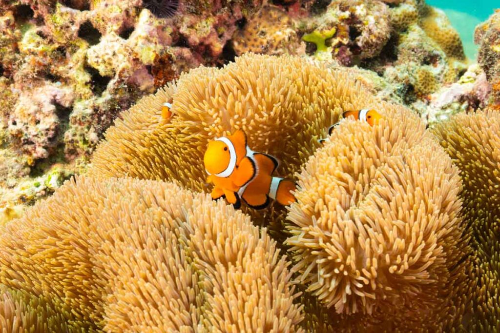 砂辺カリフォルニアのカクレクマノミ
