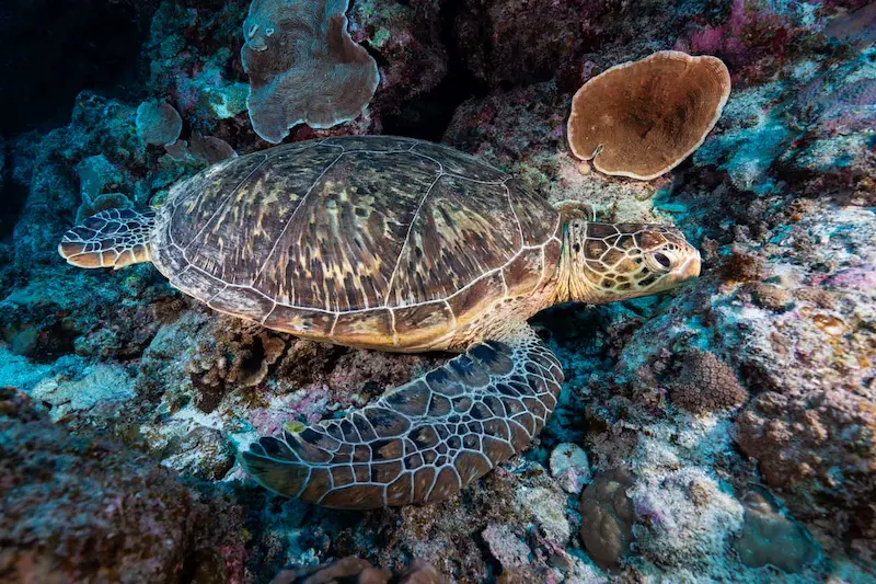 与論島で見つけたウミガメ