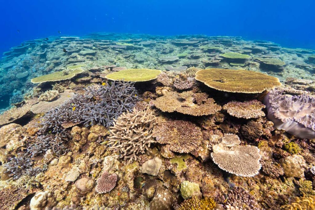 アクアポリス(海上都市跡)の海底遺跡・サンゴの群生
