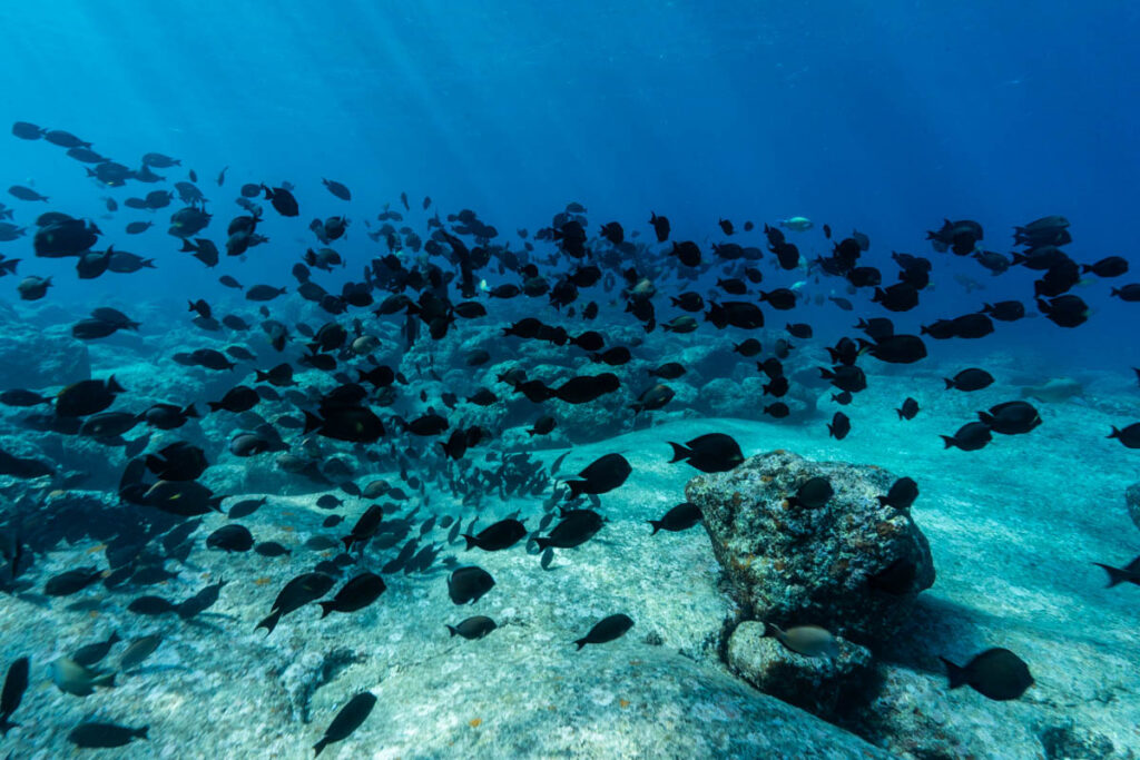 ナガニザの群れ・砂辺浄水場前のUFO&神殿ポイント